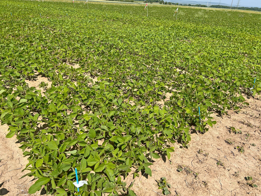 Der Durchschnittsertrag der sehr frühen Sojabohnen (000) lag, verrechnet über 8 Standorte und 16 Prüfglieder, bei 38,5 dt/ha und einer Trockensubstanz (TS) von 87 Prozent.