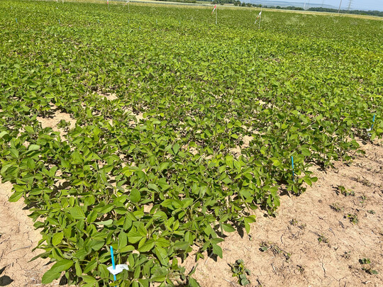 Der Durchschnittsertrag der sehr frühen Sojabohnen (000) lag, verrechnet über 8 Standorte und 16 Prüfglieder, bei 38,5 dt/ha und einer Trockensubstanz (TS) von 87 Prozent.