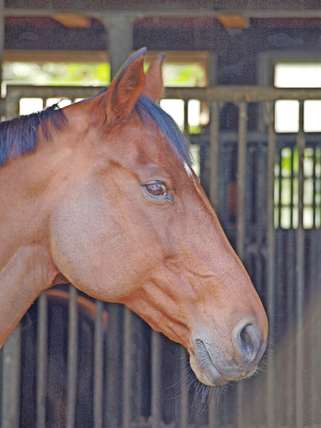 1 F�r die Haltung eines Pferdes in einer Einzelbox sind zehn Quadratmeter Platz vorgeschrieben. Die tier�rztliche Vereinigung f�r Tierschutz (TVT) empfiehlt dagegen 20 Prozent zus�tzliche Boxenfl�che.