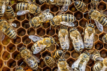 Als Modellorganismus f�r Best�uberinsekten diente die Honigbiene (
<i>Apis mellifera</i>
).