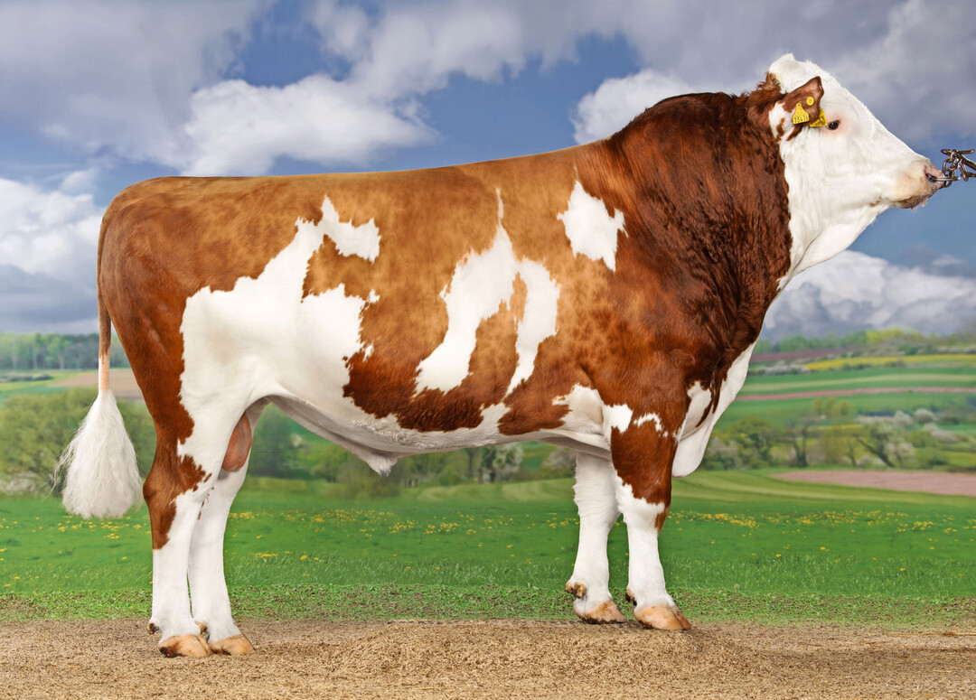 3 Bei den Vererbern mit Töchtern ist Hayward (Hashtag x Waban) mit einem GZW von 142 die deutliche Nummer eins dieser Zuchtwertschätzung. Der von der Kress GbR gezogene Bulle überzeugt durch seine Nachkommen