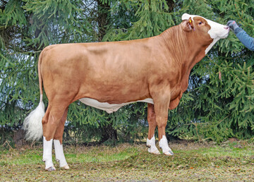 1 Der Bulle Waterline f�llt durch seine hohen Fitnesswerte auf. Der Vererber punktet mit einem GZW von 147.