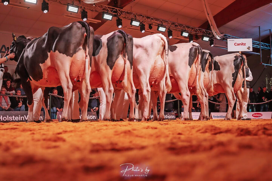 2 Die T�chtergruppe des schwarbunten Holsteinverebers Canitz beeindruckte auf der HolsteinVision-Schau der RinderAllianz. Der Vererber punktet mit einem RZG von 130. 