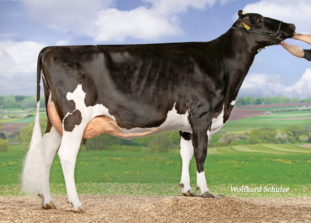 4 Die Melville-Tochter Agros Ville stammt aus der Zucht Andreas Mink in Seitingen-Oberflacht.