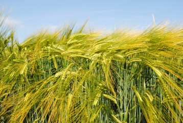 Der franz�sische Pflanzenz�chter RAGT verst�rkt sein Portfolio f�r Braugerste.�