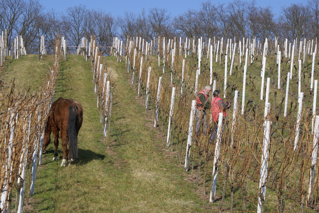 Der Rebschnitt hat auch eine wild-romantische Seite...;o)