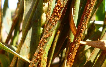 Schwarzrost an einer alten Weizensorte