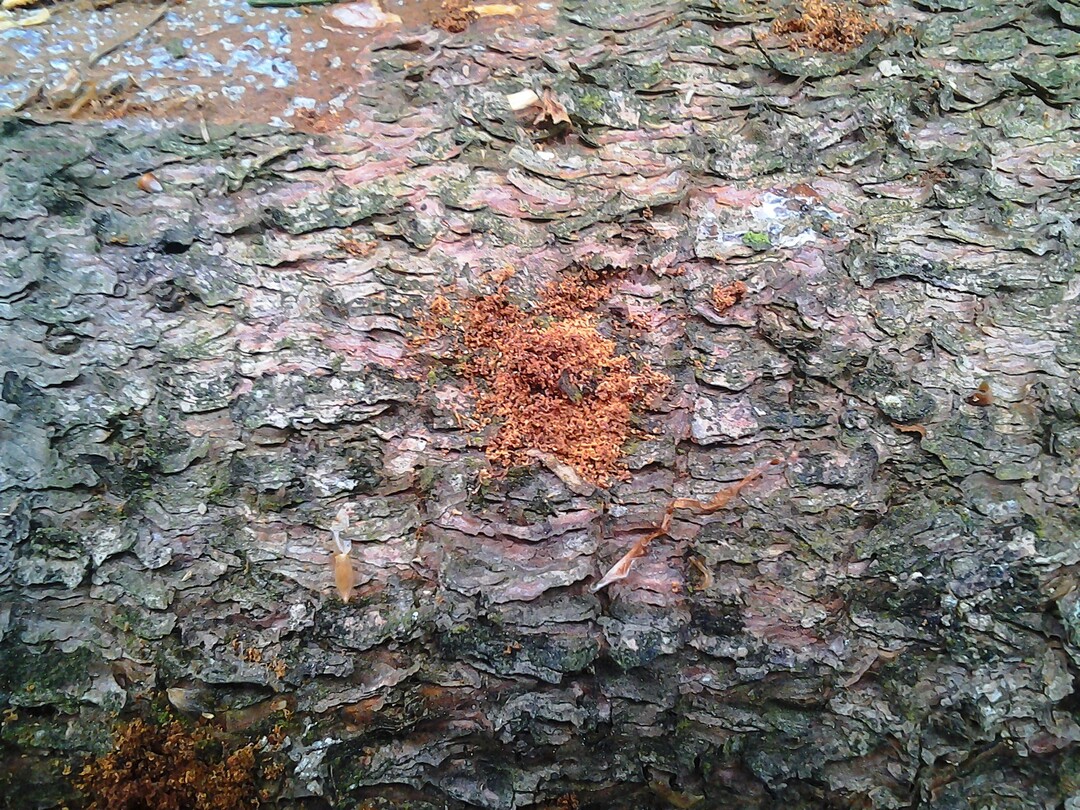 Borkenk�ferbefall: Die Fichte ist mit Abstand die am weitesten verbreitete Baumart in Baden-W�rttemberg. Obwohl die W�lder im Jahr 2023 insgesamt ausreichend mit Wasser versorgt waren, ist bisher keine wesentliche Regeneration der Fichten zu erkennen. Zudem waren sie auch im laufenden Jahr wieder einem hohen Borkenk�ferdruck ausgesetzt, wie hier im Bild an den Bohrl�chern zu sehen ist.