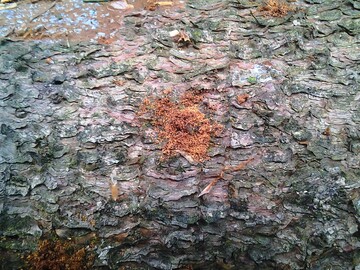 Borkenkäferbefall: Die Fichte ist mit Abstand die am weitesten verbreitete Baumart in Baden-Württemberg. Obwohl die Wälder im Jahr 2023 insgesamt ausreichend mit Wasser versorgt waren, ist bisher keine wesentliche Regeneration der Fichten zu erkennen. Zudem waren sie auch im laufenden Jahr wieder einem hohen Borkenkäferdruck ausgesetzt, wie hier im Bild an den Bohrlöchern zu sehen ist.