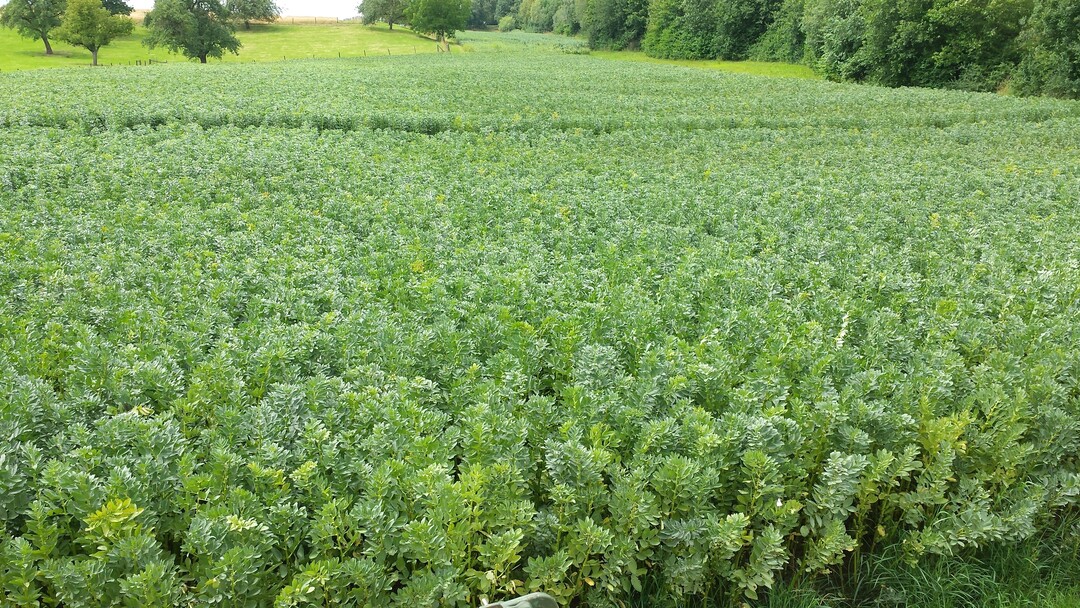 Die Fl�chen f�r Ackerbohnen haben sich um 75 Prozent gesteigert.