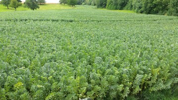 Die Flächen für Ackerbohnen haben sich um 75 Prozent gesteigert.