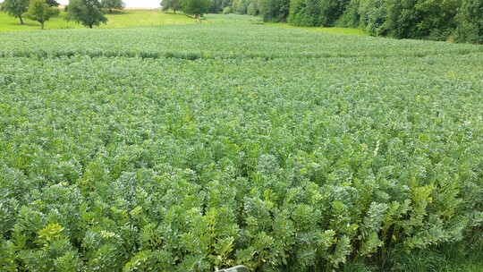 Die Fl�chen f�r Ackerbohnen haben sich um 75 Prozent gesteigert.