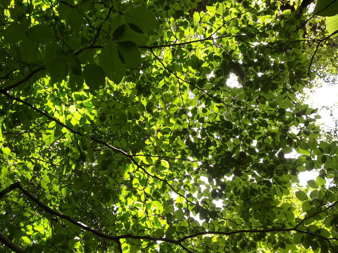 Der Kronenzustand der Buchen war 2014 wesentlich durch die in diesem Jahr starke Fruktifikation bestimmt. Nun hat er sich normalisiert und ist auf das Niveau der Jahre 2012 und 2013 zur�ckgekehrt.