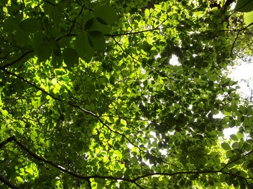 Der Kronenzustand der Buchen war 2014 wesentlich durch die in diesem Jahr starke Fruktifikation bestimmt. Nun hat er sich normalisiert und ist auf das Niveau der Jahre 2012 und 2013 zur�ckgekehrt.