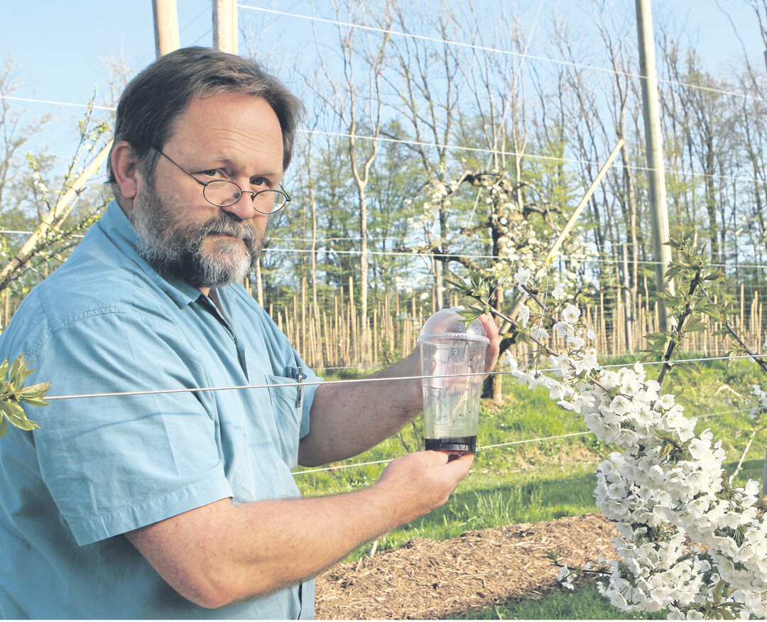 Martin Trautmann vomin Bavendorf pr�ft eine Monitoringfalle auf Kirschessigfliege. Den ganzen Winter �ber waren immer wieder Fliegen in den Becherfallen, bef�llt mit einer K�derfl�ssigkeit aus je einem Drittel Rotwein, Apfelessig und Wasser, zu finden. Kein zuversichtlich stimmendes Omen.