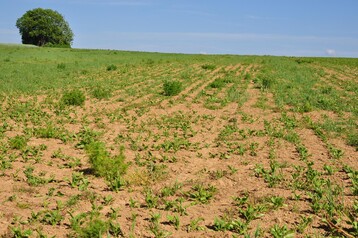 ): Zuckerr�ben werden im Jugendstadium von Unkr�utern schnell unterdr�ckt. deshalb muss der Herbizideinsatz im Keimblattstadium der Schadpflanzen erfolgen. Altunkr�uter aus dem Winter m�ssen zuvor mit Glyphosat eliminiert werden