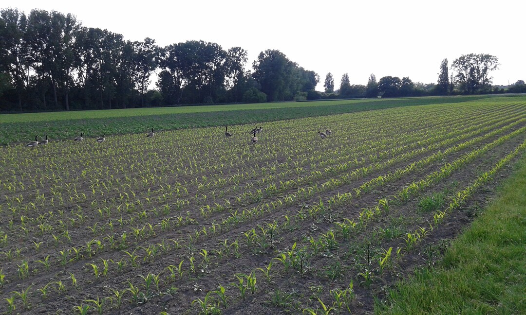 Die Maisbestände entwickeln sich dieses Jahr überwiegend gut.