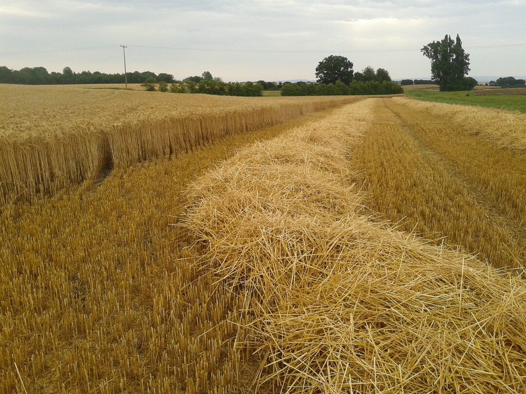 Aus Gras oder Stroh sollen Zwischenprodukte f�r den erd�lbasierten Raffinerieprozess entstehen.