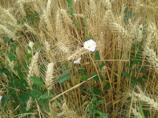 Hier w�chst Unkraut im Bestand durch. Man kann entweder abwarten, das Getreide sp�ter trocknen, mit Propions�ure konservieren oder - wenns nicht anders geht - zu einem Herbizid zur Ernteerleichterung greifen.