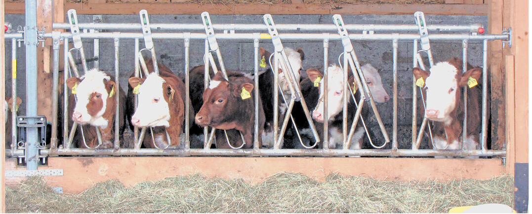 Die Rinderhaltung spielt im Schwarzwald-Baar-Kreis eine wichtige Rolle.