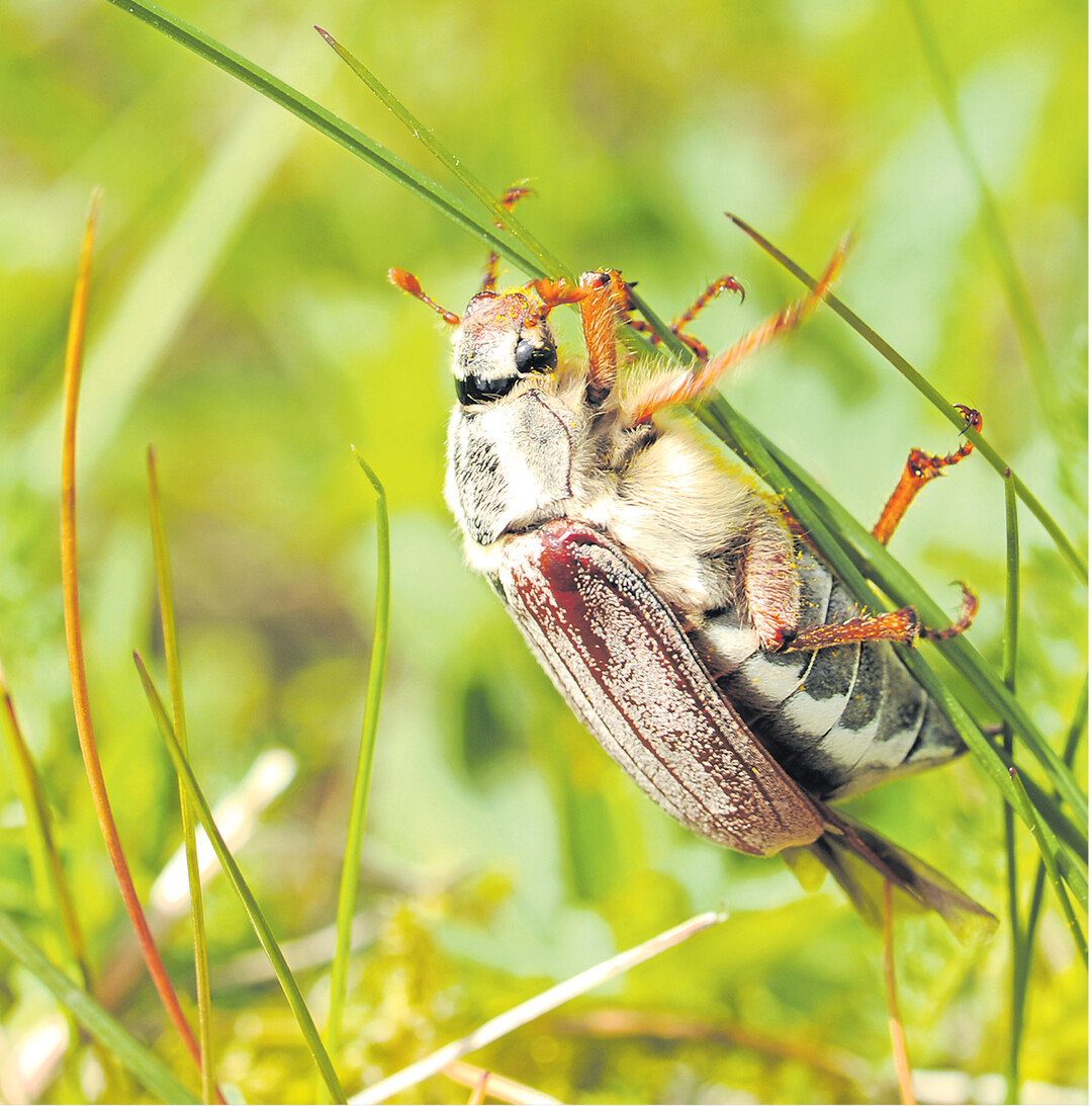 bild der woche Bis Mitte des vergangenen Jahrhunderts wurden Maik�fer in Deutschland verspeist. So manch einer kennt vielleicht noch Maik�fersuppe. Im Magazin f�r die Staatsarzneikunde aus dem Jahr 1844 kann man nachlesen, wie man sie zubereitet: Die lebend gesammelten Tiere � pro Portion rund 30 � sollten kein Eichenlaub gefressen haben, ansonsten schmecken sie bitter. Vor der Zubereitung w�scht man die K�fer und entfernt die hornartigen Fl�gel und Beine. Anschlie�end werden sie mit einem M�rser zersto�en, in hei�er Butter anger�stet und in einer Fleischbr�he gekocht. Die Suppe wird vor dem Essen passiert und mit etwas Mehlschwitze und Eigelb gebunden. Oft wurde Maik�fersuppe mit geschnittener Kalbsleber sowie Schnittlauch verfeinert und ger�stetem Wei�brot serviert. Heike Kreutz, www.aid.de,