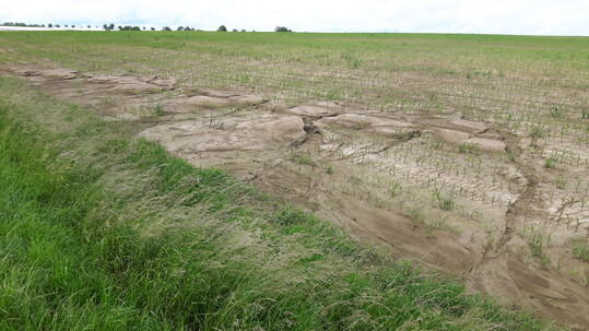 Agroforstsysteme lohnen sich vor allem dort, wo die Landwirtschaft mit Defiziten wie starker Erosion k�mpft.