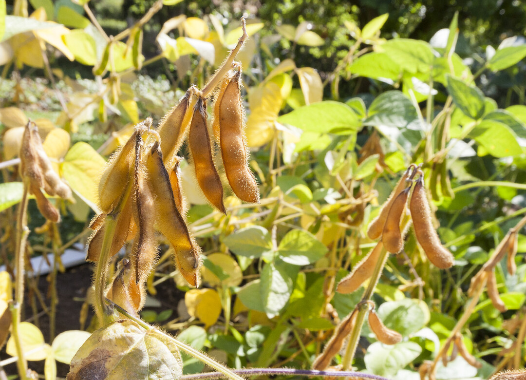 Meilenstein bei der Bek�mpfung des Asiatischen Sojabohnenrosts: Internationales Forschungsteam entschl�sselt Erreger-Genom.