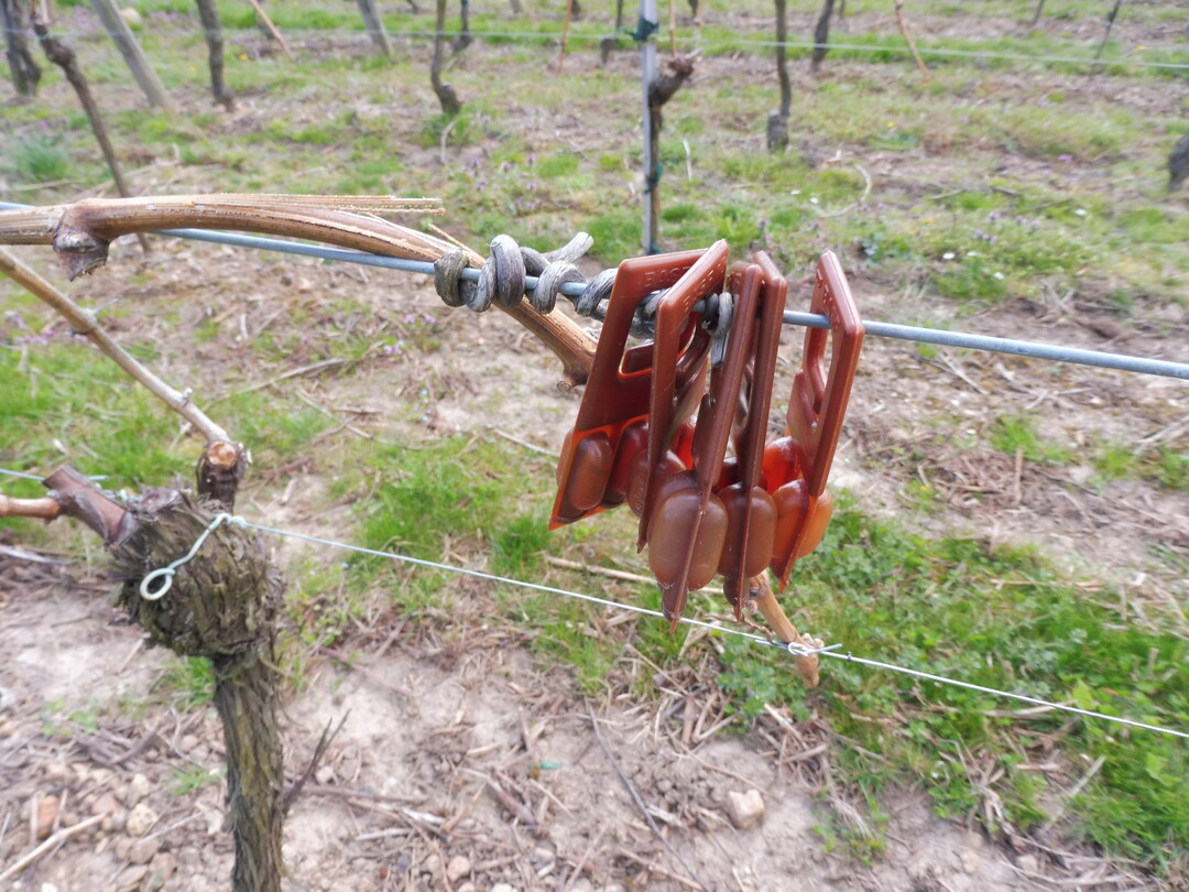 Heftschnüre, Pheromondispenser und Pflanzröhren sollten aus den Weinbergen entfernt werden.