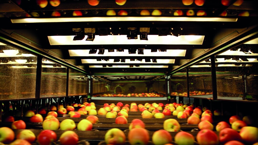 Die in der BayWa Obst GmbH & Co. KG, in der die Obstaktivitäten der BayWa gebündelt sind, konnte im schwierigen Jahr 2016 - bei insgesamt gesunkenem Umsatz der BayWa Württemberg - ihren Umsatz um knapp 2 Prozent gegenüber dem Vorjahr auf rund 57 Mio Euro steigern. Im Bild die Apfelsortieranlage Kressbronn.