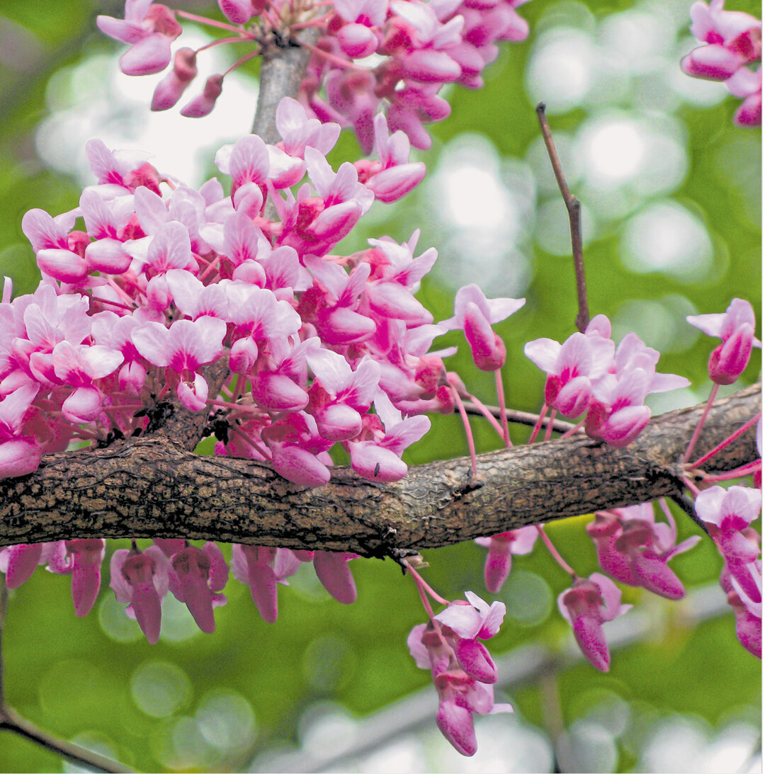 Eine botanische Besonderheit ist der Gew�hnliche Judasbaum (Cercis siliquastrum). In den Hohenheimer G�rten, am Eingang von der Garbenstra�e nahe des Spielhauses, ist derzeit ein bl�hendes Exemplar zu bestaunen. Beim Judasbaum treiben die Bl�tenst�nde direkt aus den �lteren �sten hervor. Die pr�chtigen Bl�ten dieser Leguminosenart erscheinen vor dem Laubaustrieb.