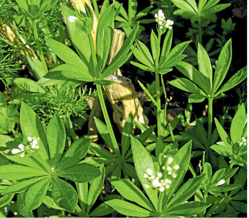 Typisch für den Waldmeister (Galium odoratum) sind seine quirlförmig um den Stängel angeordneten Blätter und die feinen, weißen Blüten. Die Stängel verzweigen nicht. Ab April schieben sich die Sprosse flächenhaft an schattigen Gebüsch- und Wegrändern durch die Laubdecke im Wald.