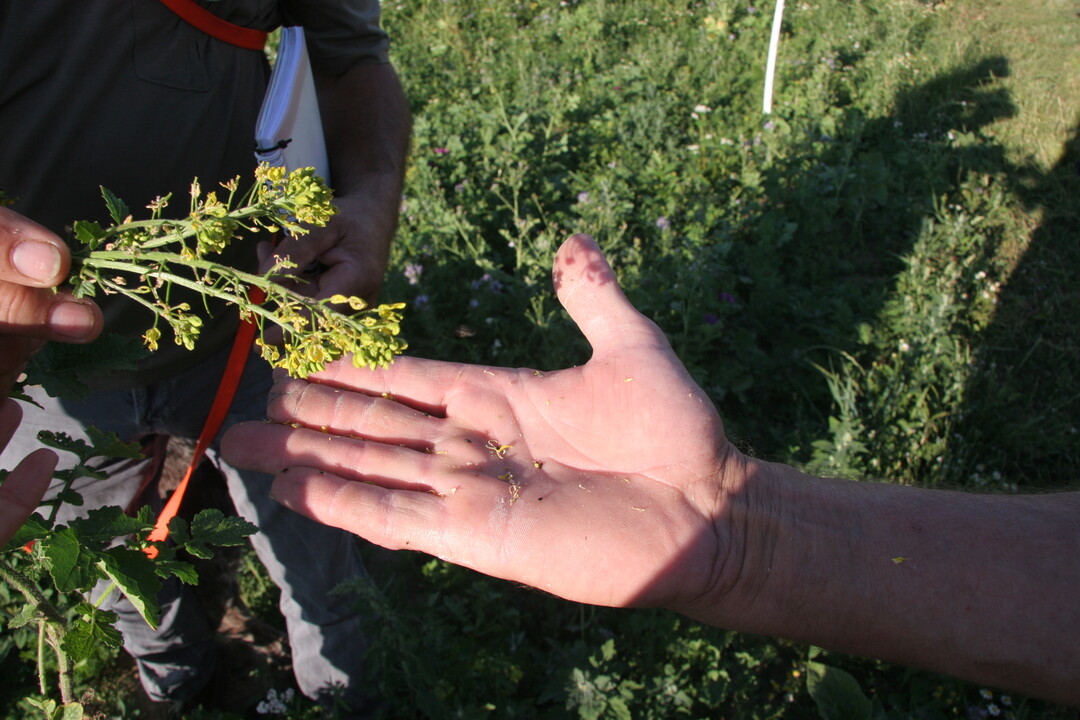 In den Senfbl�ten haben sich viele Insekten angefunden, die den Rebh�hnern als Nahrung dienen.