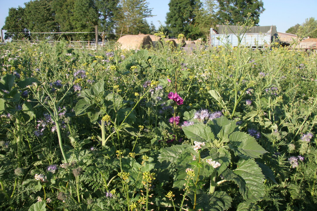 Die Rebhuhnbl�hmischungen bleiben �ber den Winter stehen und bieten Nahrung und Schutz.