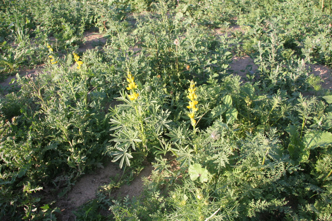 Vielfalt in der Zusammensetzung soll den Rebh�hnern das �berleben erleichtern.
