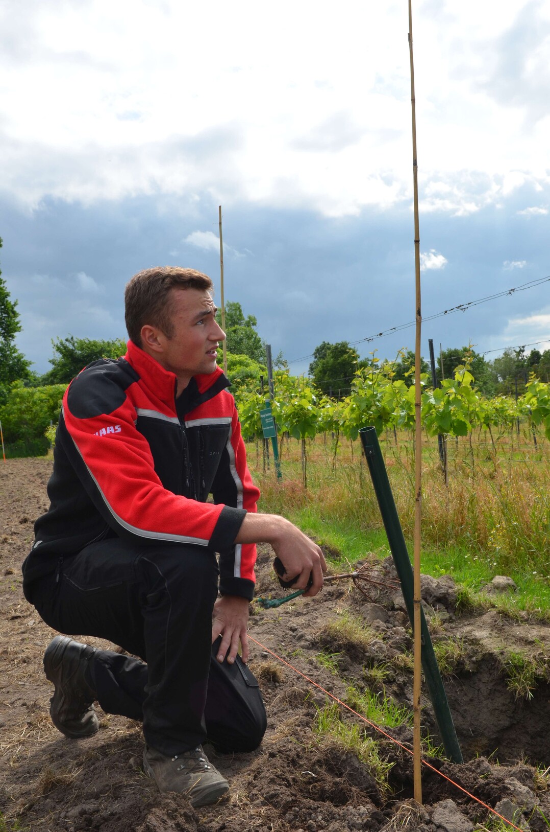 Die Pflanzung von Rebst�cken war eine der Aufgaben.