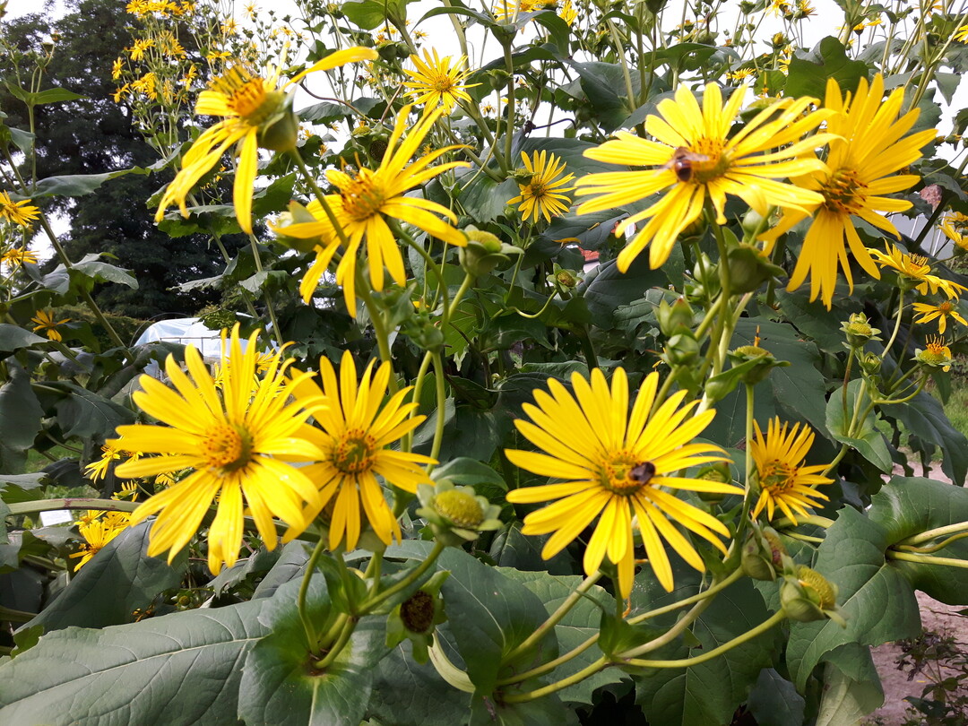 Durchwachsene Silphie