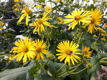 Durchwachsene Silphie