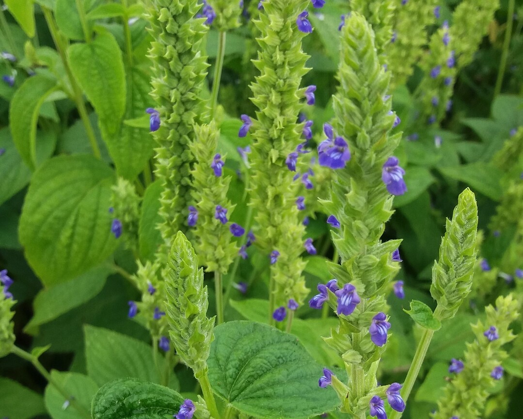 "Juana" ist die erste deutsche Chia-Sorte.