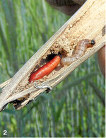Die Larven der Maiszünsler verpuppen sich in den Maisstoppeln zum Überwintern. Auf dem Bild Puppe und Raupe. Sie sind dieses Jahr früh unterwegs.