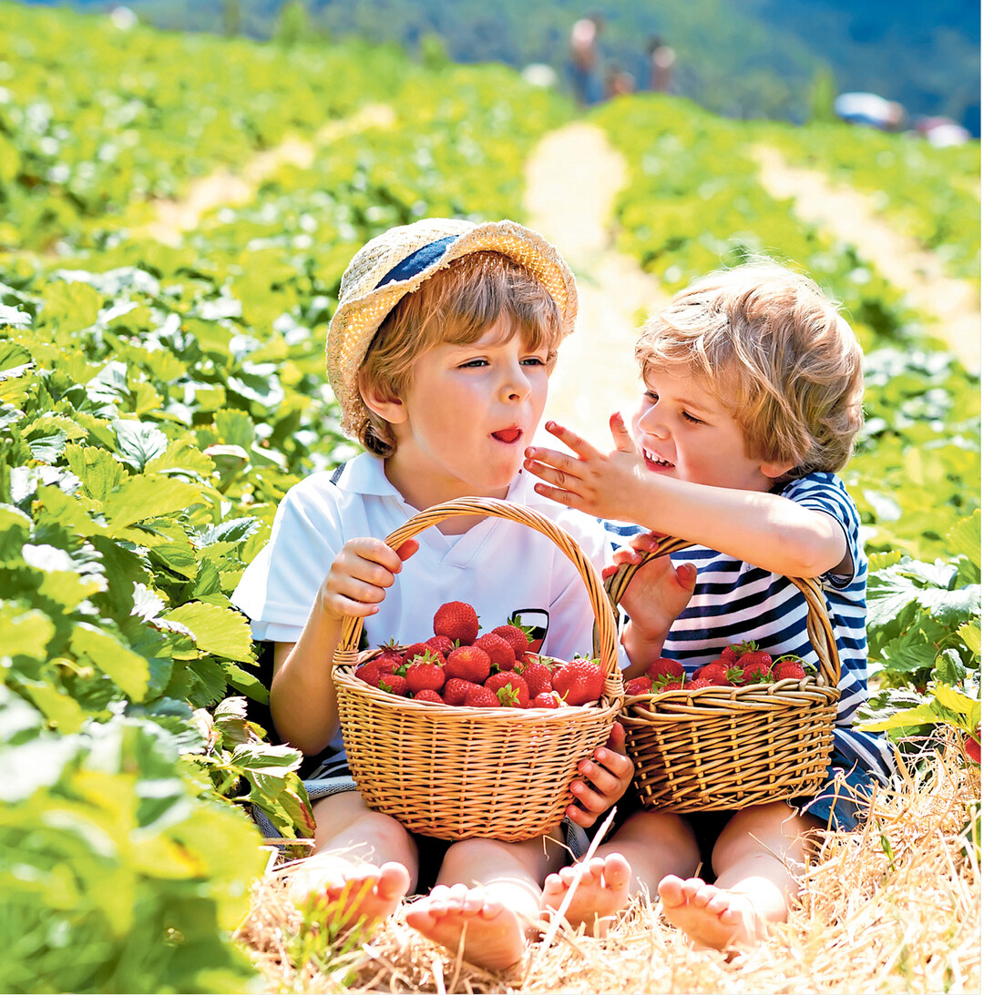 Am besten schmecken die roten, s��en Fr�chte zur Erdbeerzeit, wenn sie frisch geerntet verspeist werden. Erdbeeren aus heimischem Freilandanbau k�nnen bis zuletzt an der Pflanze ausreifen, und das danken sie mit herrlichem Duft und vollem Aroma.