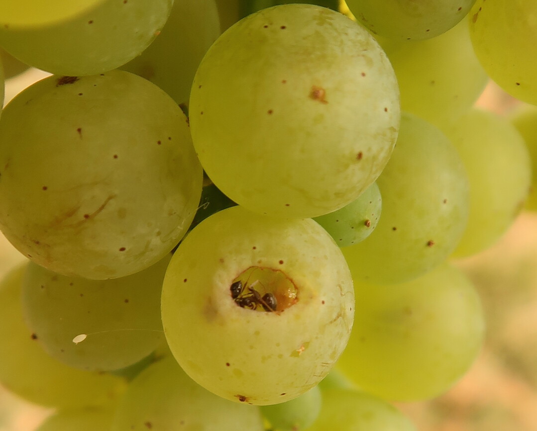 Ameise in Weinbeere