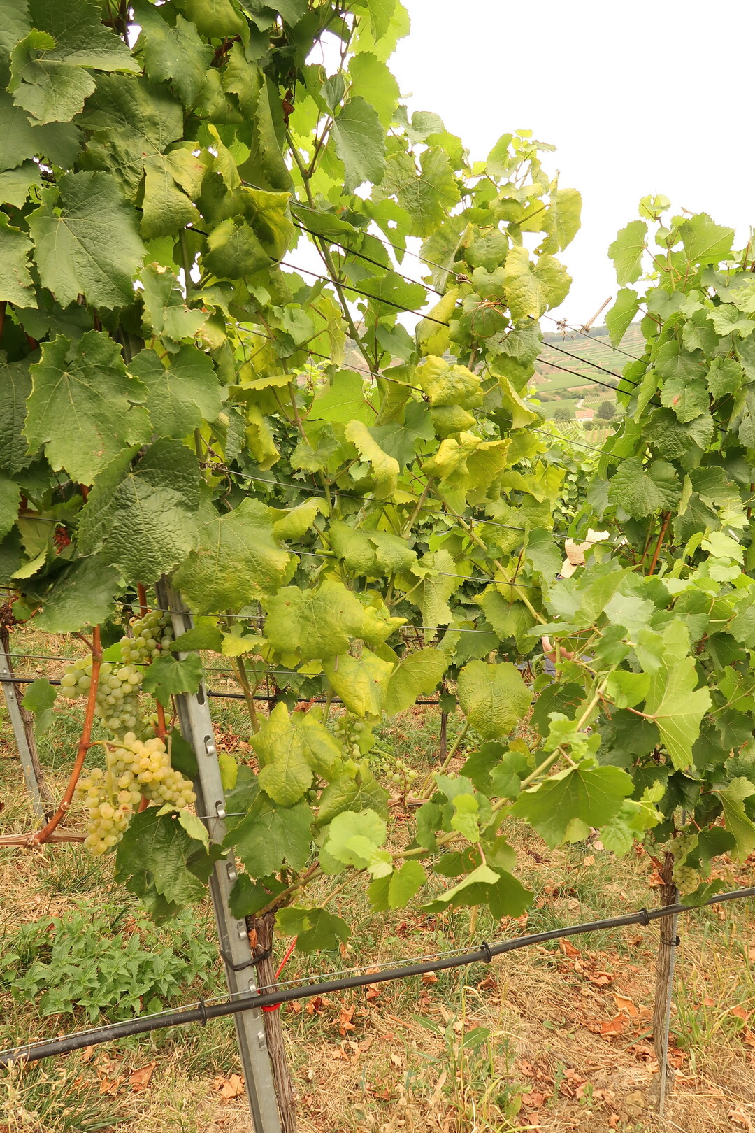 Schwarzholzkranker Stock