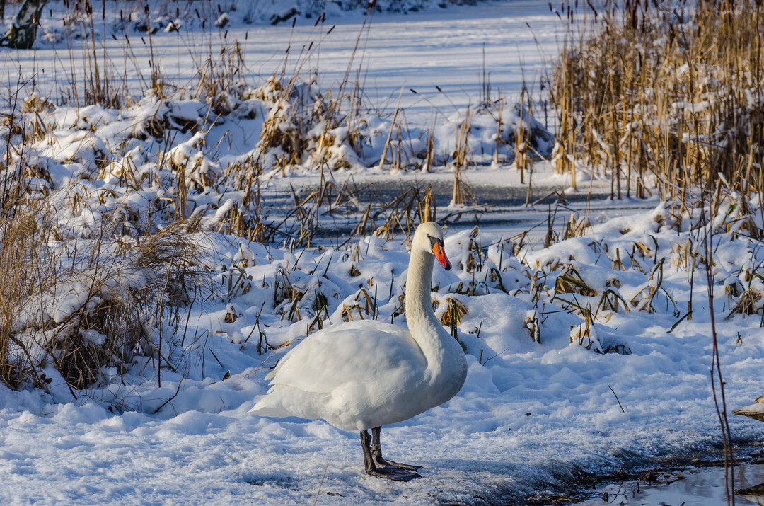 Die Gefl�gelpest-Fallzahlen bei Wasserv�geln sind gestiegen.