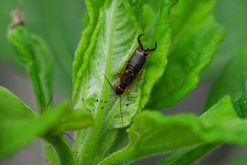 Der Gemeine Ohrwurm ist einer der identifizierten Fressfeinde.