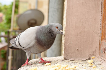 Taube auf Fenstersims, auf dem Futter liegt
