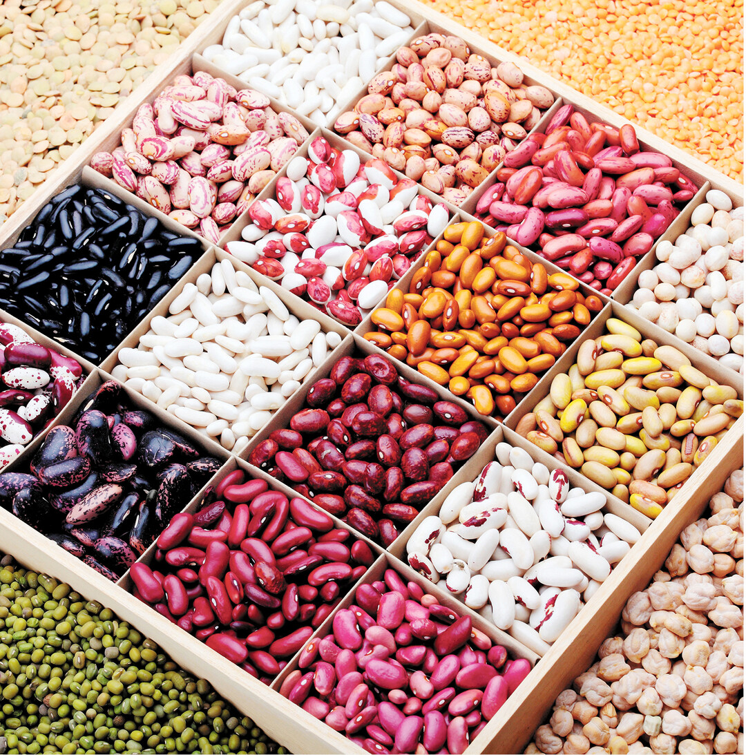 Von wei� bis schwarz, so vielf�ltig und bunt sind Bohnensorten. Die r�tlichen Kidney-Bohnen stammen aus Amerika und Afrika, die lackschwarzen werden in S�damerika f�r viele Gerichte verwendet. Mehr zur Bohnenvielfalt lesen Sie auf den Gartenseiten 38 und 39.