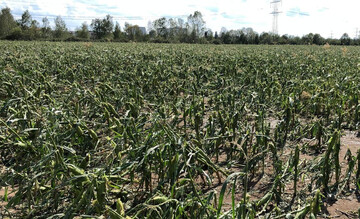  Die Landwirtschaftliche Rentenbank bietet ab sofort Darlehen zur Liquidit�tssicherung f�r Unternehmen der Landwirtschaft, des Wein- und des Gartenbaus an, die Sch�den durch Unwetter oder Hochwasser erlitten haben.