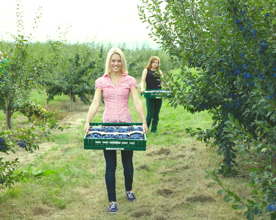 Anfang Juli erfolgte der Start in die baden-w�rttembergische Zwetschgenernte.