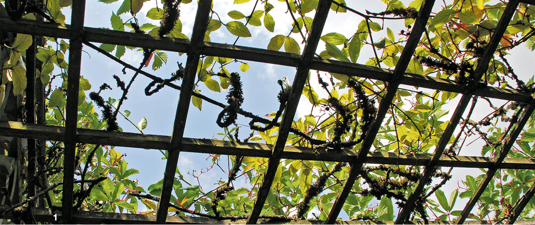 Die Rankgitter geben den Blick in den Himmel frei.