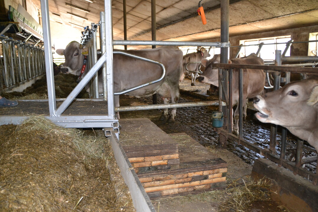 Die treppenförmige, selbst konstruierte Futtertischbrücke vermeidet eine Sackgasse.